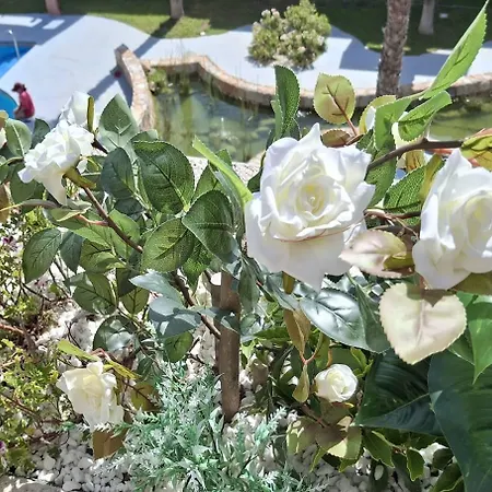 Apartment Apartamento-primera Linea Playa-la Mata-alicante *