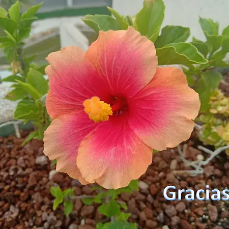 Apartamento-primera Linea Playa-la Mata-alicante Apartment Torrevieja