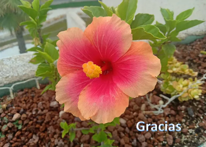 Apartamento-primera Linea Playa-la Mata-alicante Apartment Torrevieja